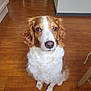 animal, brown, canine, companion, curly_fur, cute, dog, domestic_animal, ears, floor, fur, indoor, looking_up, nose, pet, sitting, snout, waiting, white, wooden_floor