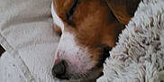 Malinho participe au concours pour gagner de l'argent avec cette photo : dog, sleeping, pillow, blanket, close_up, cozy, rest, fur, pet, domestic_animal, relaxation, indoors, comfort, brown, white, canine, snout, ears, soft, quiet