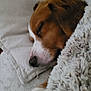 blanket, brown, canine, close_up, comfort, cozy, dog, domestic_animal, ears, fur, indoors, pet, pillow, quiet, relaxation, rest, sleeping, snout, soft, white