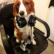 Malinho a rejoint le concours — aidez-le/la à gagner de superbes lots ! animal, brown_and_white, cable, chair, companion, curious, cute, dog, furniture, game, gaming_controller, headphones, home, indoor, leather_chair, office_chair, pet, sitting, technology, wearing