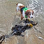 dog, water, beach, seaweed, sand, wet, harness, outdoor, animal, curious, sunlight, shallow_water, nature, pet, canine, summer, coast, waves, playful, daytime