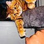 cat, orange_tabby, paw, hand, cat_perch, window, shutter, indoor, pet, playful, feline, whiskers, fur, claws, animal, cute, domestic, interaction, closeup, motion_blur