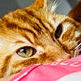 Rouxy participe au concours pour gagner de l'argent avec cette photo : cat, ginger_cat, close_up, fur, eye, whiskers, pet, animal, sleepy, cozy, pink_fabric, resting, domestic_cat, mammal, cute, soft_lighting, portrait, relaxed, indoor, feline