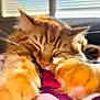 cat, orange_tabby, sleeping, paws, whiskers, fur, sunlight, window, blinds, indoor, relaxing, closeup, pet, animal, cozy, resting, bed, soft, warm, peaceful