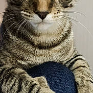 Prince is registered to the contest to win money with this photo: cat, tabby, pet, animal, feline, close_up, whiskers, paws, indoor, curious, striped, fur, eyes, mammal, domestic, resting, cute, face, looking, young