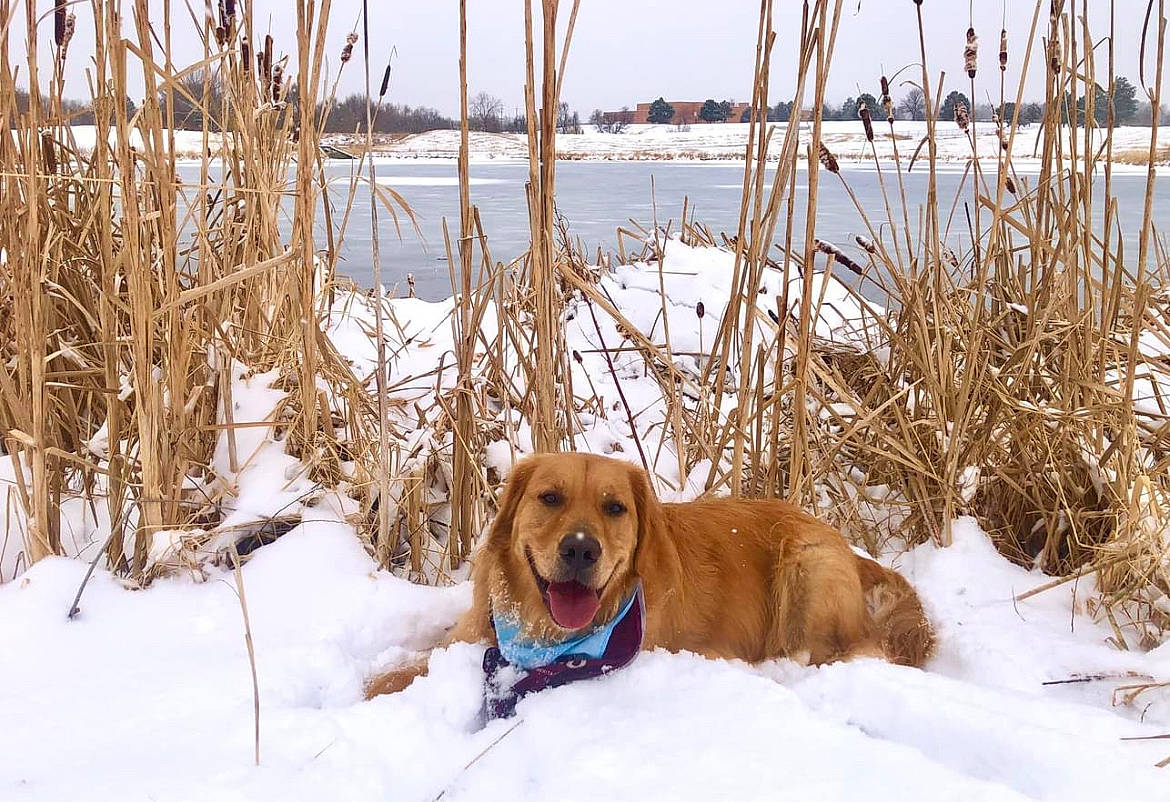 Otis is registered to the contest to win money with this photo: canidae, carnivore, collar, companion_dog, dog, dog_breed, fawn, freezing, gun_dog, lake, mammal, plant, sky, snow, sporting_group, tree, twig, water, winter, wood