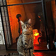 Butters joined the competition — help win amazing prizes! cat, tabby, fireplace, candle, glow, indoor, pet, cozy, feline, sitting, tile_floor, warm_light, home, decor, relaxing, animal, domestic_cat, quiet, resting, household