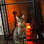 cat, tabby, fireplace, candle, glow, indoor, pet, cozy, feline, sitting, tile_floor, warm_light, home, decor, relaxing, animal, domestic_cat, quiet, resting, household