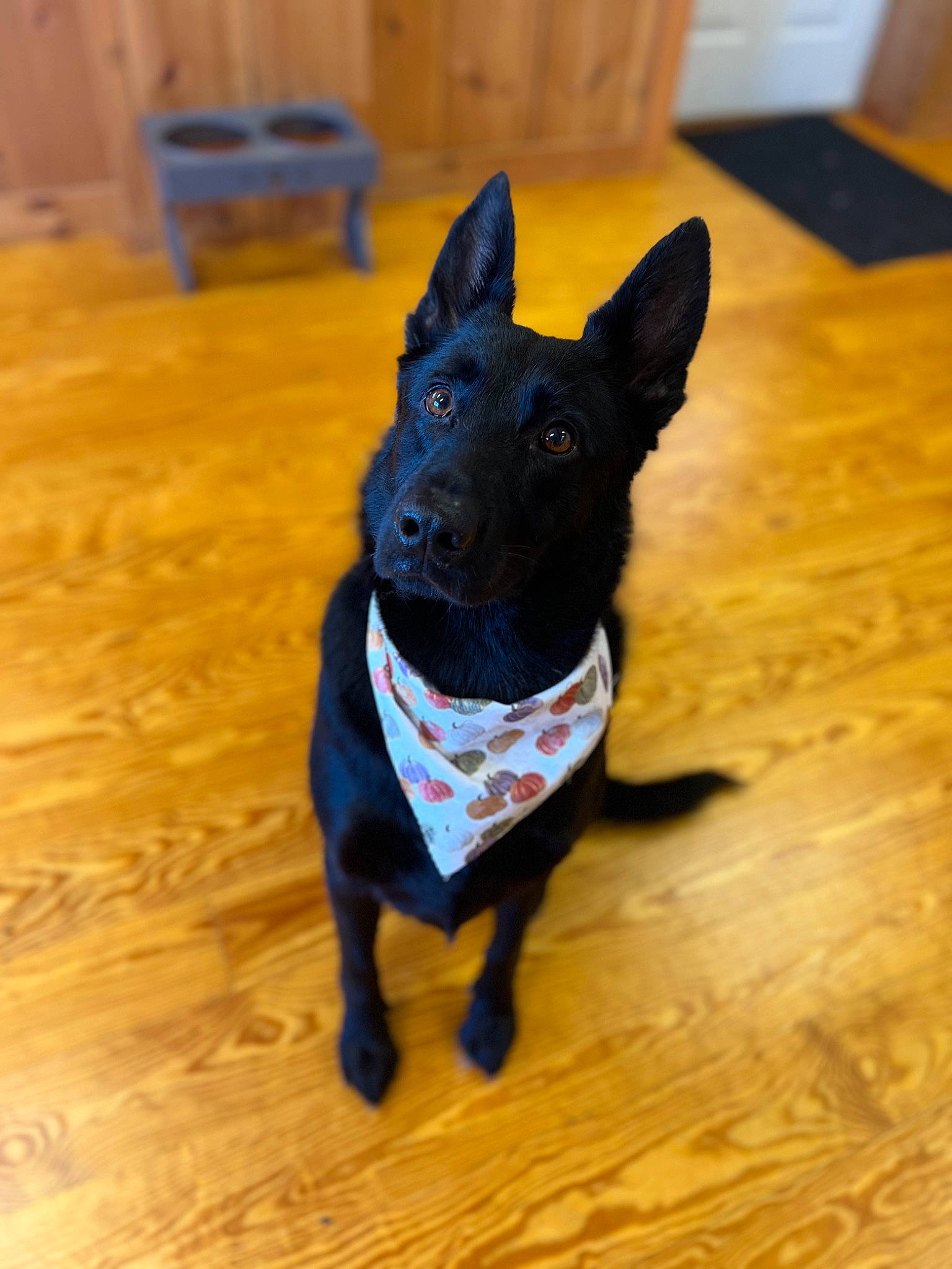 Callie is registered to the contest to win money with this photo: canidae, carnivore, collar, companion_dog, dog, dog_breed, dog_collar, dog_supply, electric_blue, fawn, felidae, floor, flooring, hardwood, snout, tail, whiskers, wood, wood_stain, working_animal