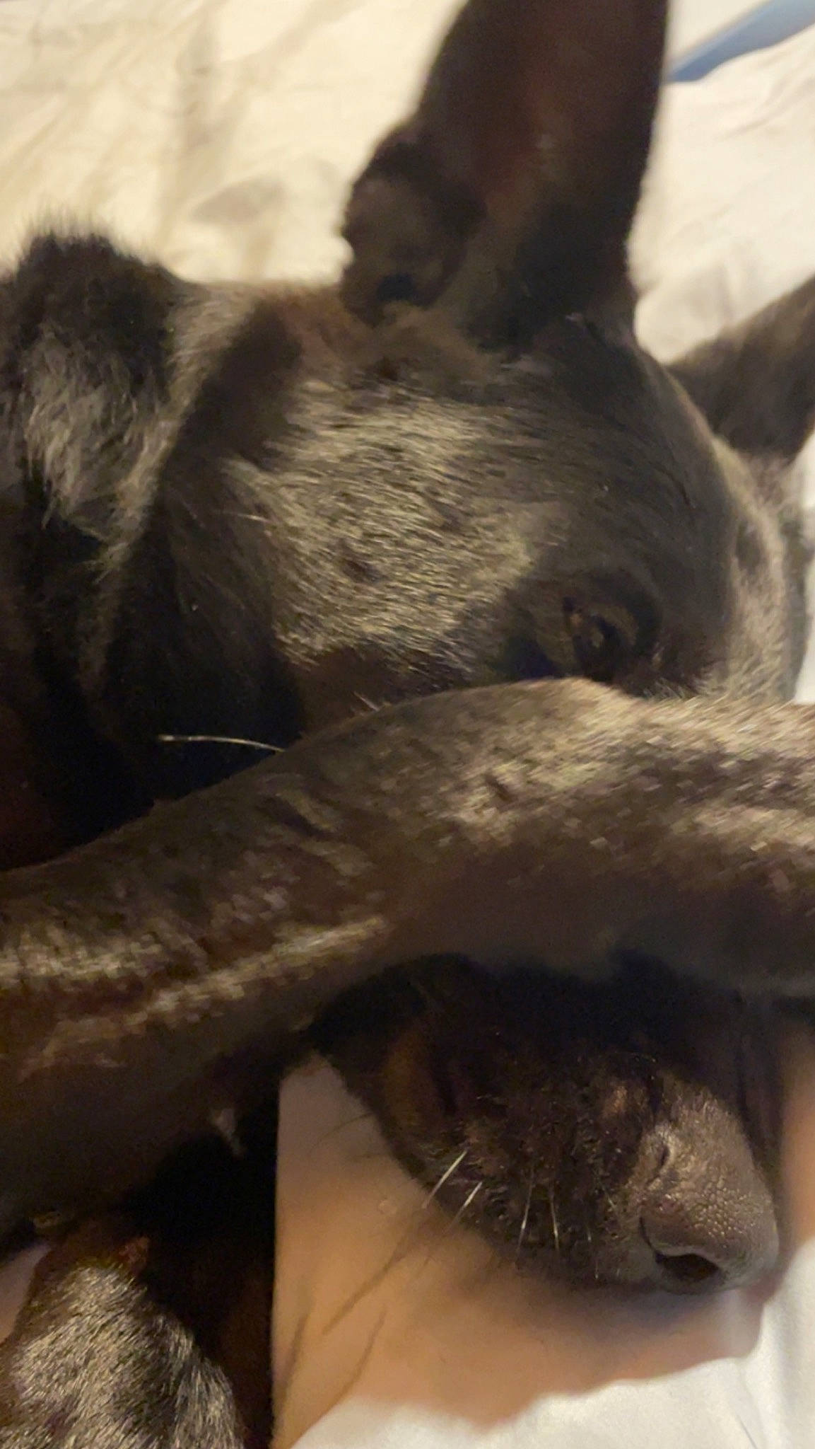 Callie is registered to the contest to win money with this photo: canidae, carnivore, claw, dog_breed, domestic_short_haired_cat, ear, fawn, felidae, fur, grey, marsupial, paw, small_to_medium_sized_cats, snout, tail, terrestrial_animal, wallaby, whiskers, wildlife, working_animal