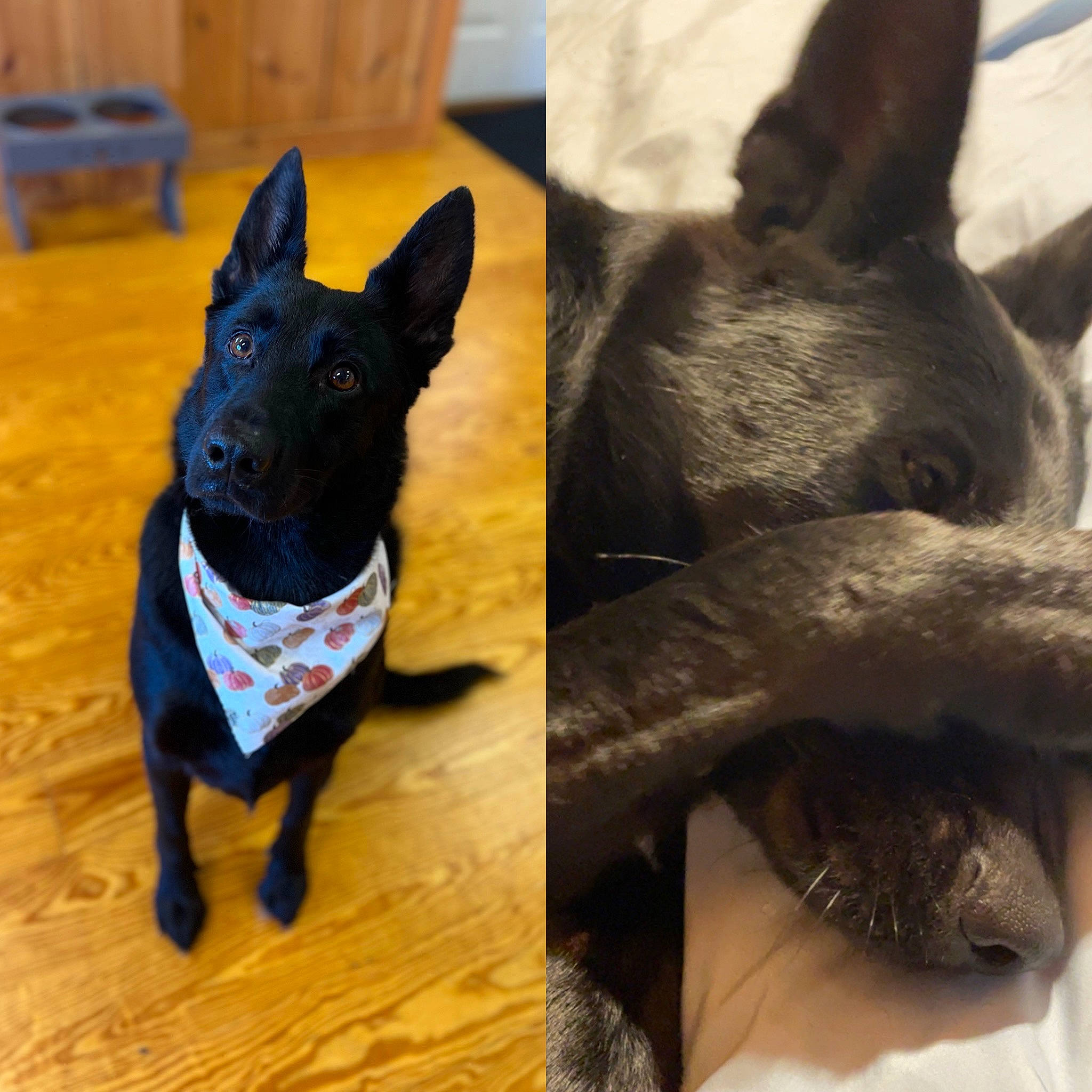 Callie is registered to the contest to win money with this photo: canidae, carnivore, collar, companion_dog, dog, dog_breed, dog_collar, ear, fawn, fur, mammal, non_sporting_group, snout, sporting_group, tail, toy_dog, vertebrate, whiskers, wood, working_animal