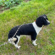 Peppa participe au concours pour gagner de l'argent avec cette photo : animal, black_and_white, canine, collar, daylight, dog, ears, field, fur, grass, greenery, leash, nature, outdoor, pet, plant, side_view, snout, standing, tail