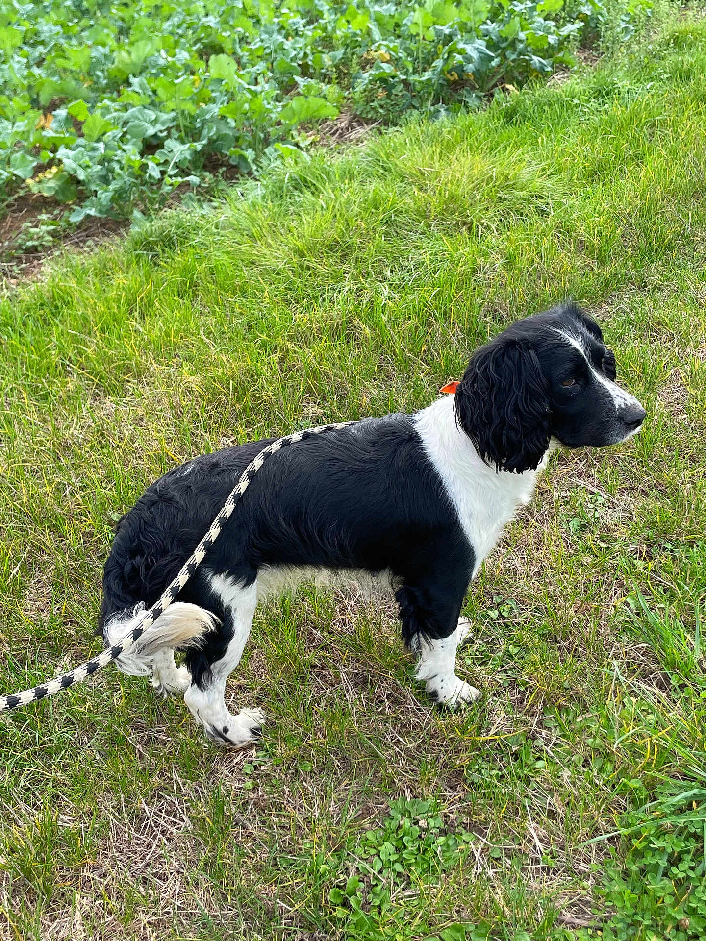 Peppa participe au concours pour gagner de l'argent avec cette photo : animal, black_and_white, canine, collar, daylight, dog, ears, field, fur, grass, greenery, leash, nature, outdoor, pet, plant, side_view, snout, standing, tail
