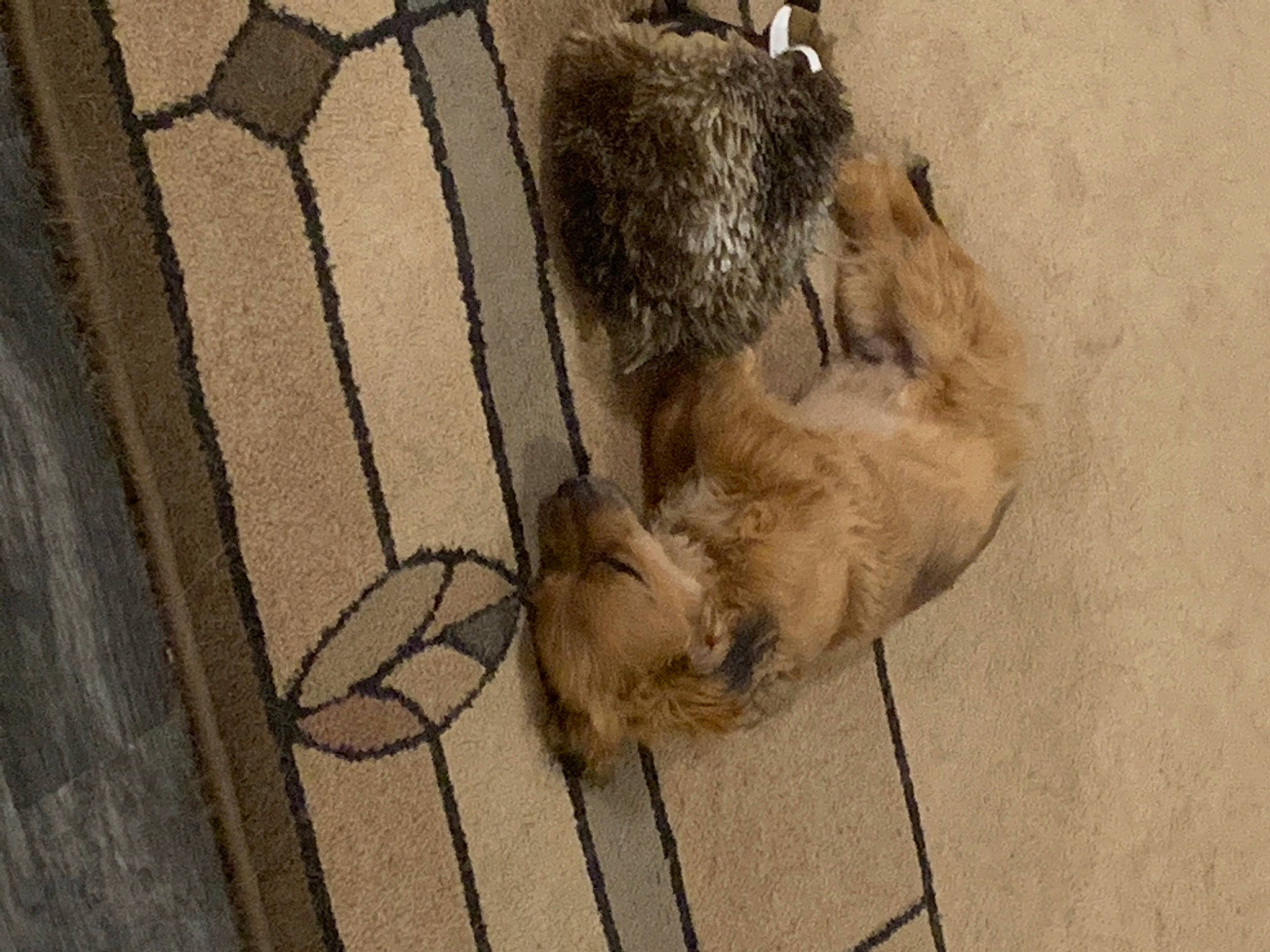 Chewy joined the competition — help win amazing prizes! canidae, carnivore, cat, fawn, felidae, fur, glen_of_imaal_terrier, small_to_medium_sized_cats, snout, whiskers