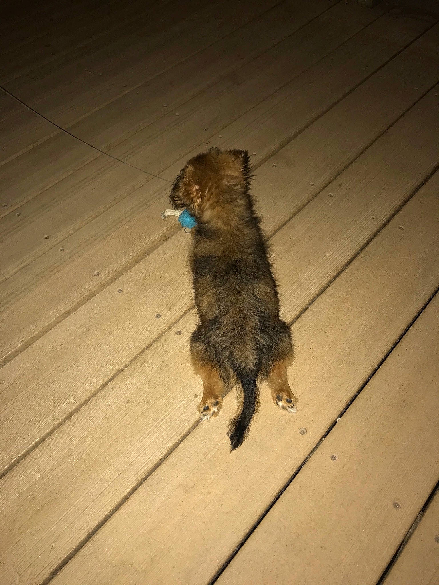 Chewy is registered to the contest to win money with this photo: canidae, carnivore, dog, dog_breed, mammal, sporting_group, tail, wood