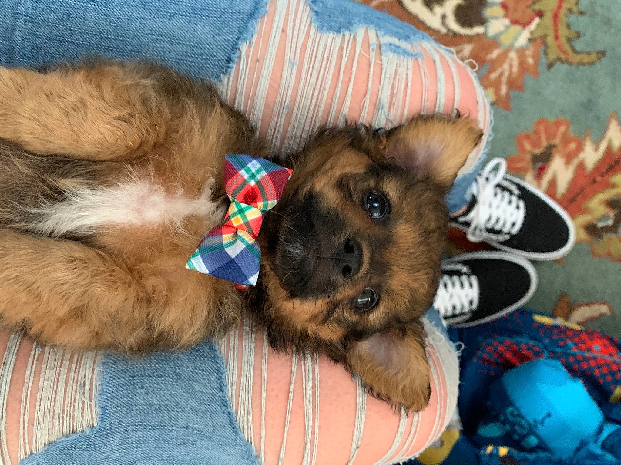 Chewy is registered to the contest to win money with this photo: australian_terrier, border_terrier, canidae, carnivore, companion_dog, dog, dog_breed, mammal, norwich_terrier, puppy, puppy_love, rare_breed_dog, snout, terrier, vertebrate, yorkipoo