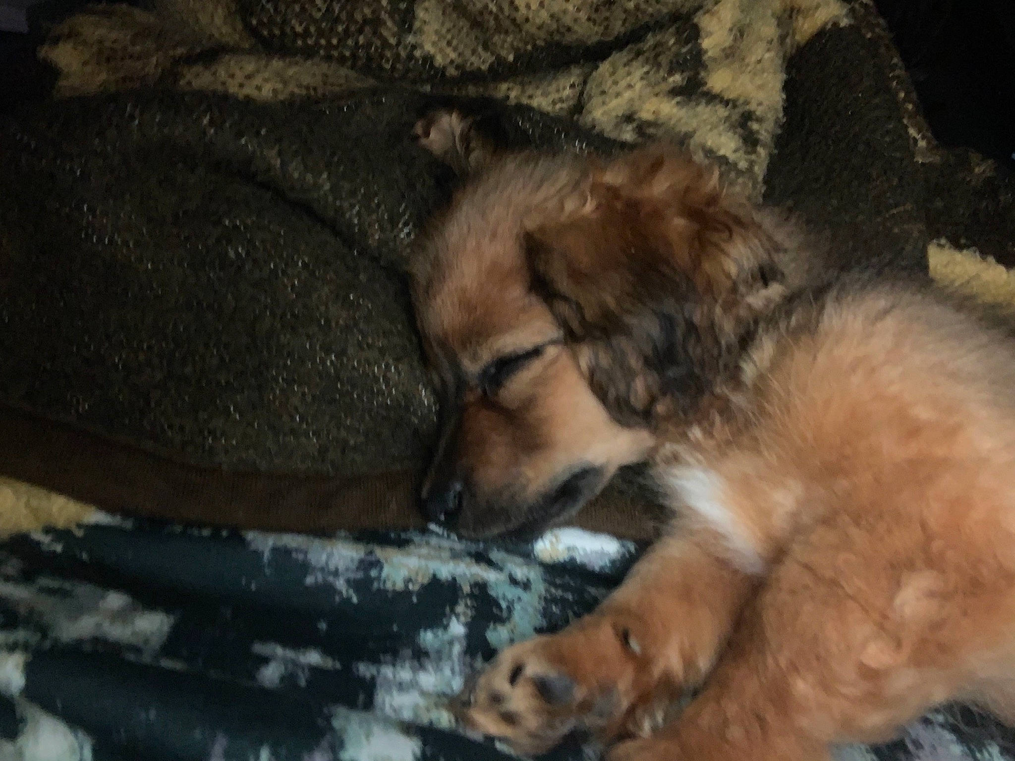 Chewy is registered to the contest to win money with this photo: canidae, carnivore, dog, dog_breed, mammal, puppy, snout