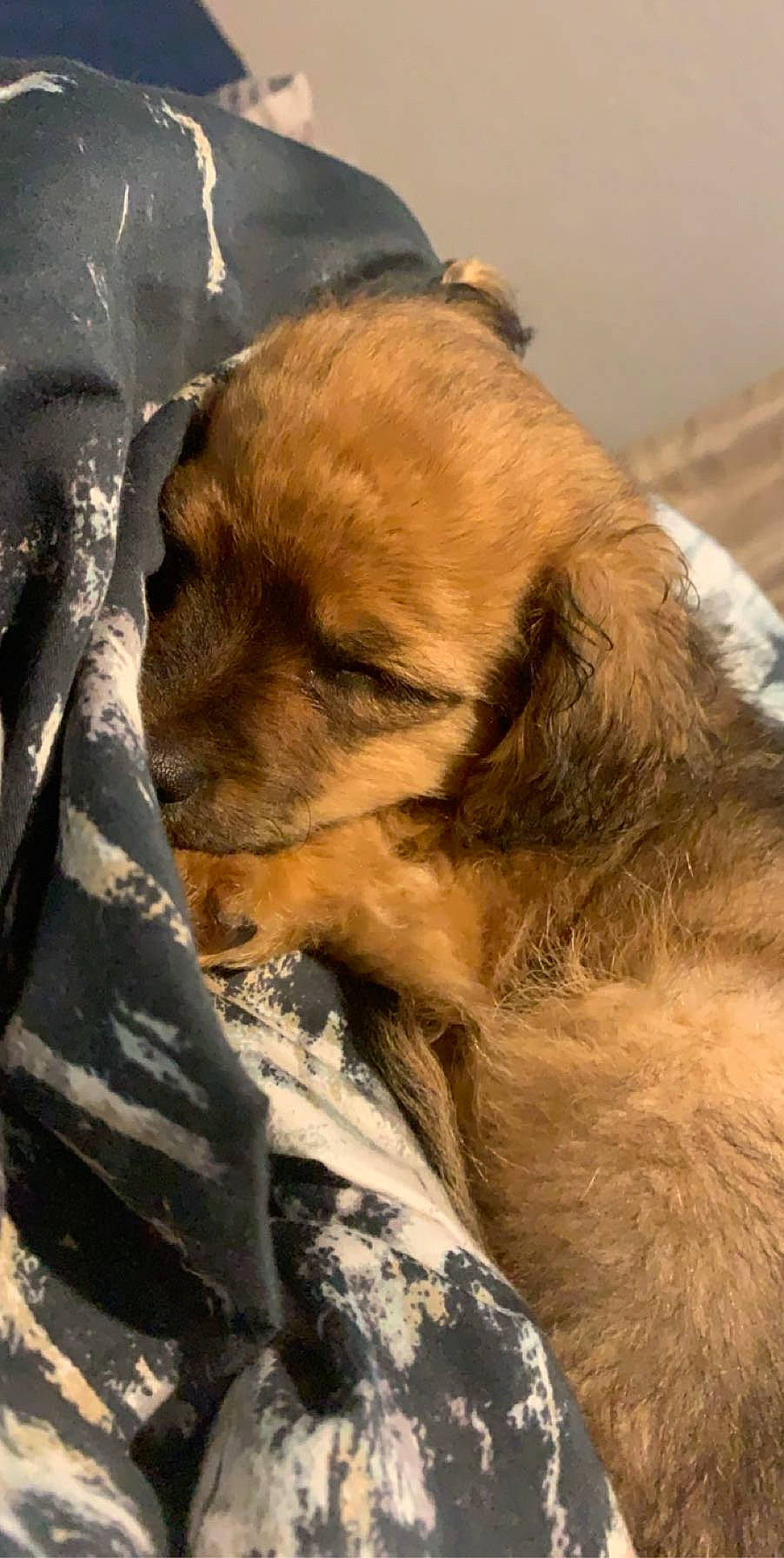 Chewy joined the competition — help win amazing prizes! canidae, carnivore, dog, dog_breed, snout, sporting_group, street_dog