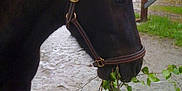 Noirot participe au concours pour gagner de l'argent avec cette photo :