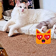 Albie joined the competition — help win amazing prizes! cat, white_cat, fluffy_cat, blue_eyes, indoor, carpet, metal_bowl, photo_board, photos, ledges, relaxing, pet, animal, cute, feline, floor, wall, decor, emoji, playful