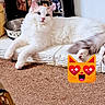 animal, blue_eyes, carpet, cat, cute, decor, emoji, feline, floor, fluffy_cat, indoor, ledges, metal_bowl, pet, photo_board, photos, playful, relaxing, wall, white_cat