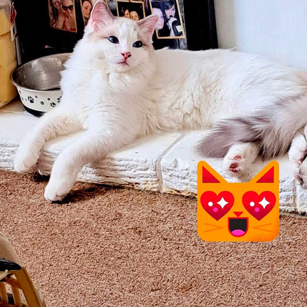 Albie
