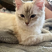 Pearl is registered to the contest to win money with this photo: kitten, cat, feline, fluffy, cream_colored, indoor, blanket, soft_texture, closeup, cute, pet, animal, relaxed, lying_down, whiskers, ears, face, eyes, fur, cozy