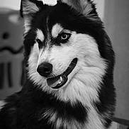 Alaska a rejoint le concours — aidez-le/la à gagner de superbes lots ! dog, husky, animal, pet, fur, portrait, black_and_white, canine, fluffy, indoor, tongue_out, ears, face, eyes, muzzle, looking_away, close_up, cute, friendly, domestic_animal