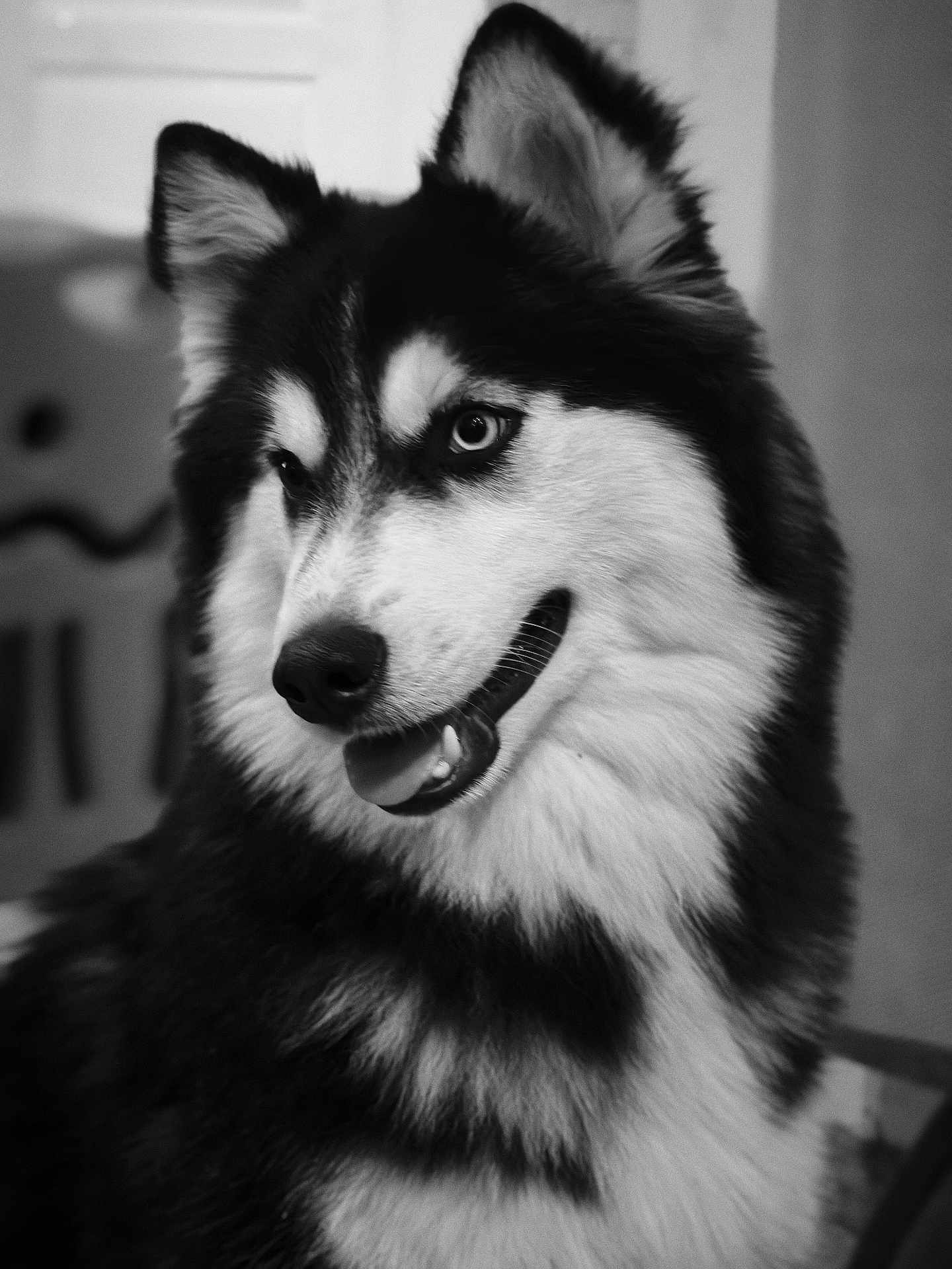 Alaska a rejoint le concours — aidez-le/la à gagner de superbes lots ! dog, husky, animal, pet, fur, portrait, black_and_white, canine, fluffy, indoor, tongue_out, ears, face, eyes, muzzle, looking_away, close_up, cute, friendly, domestic_animal