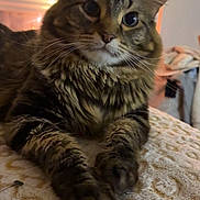 Fart is registered to the contest to win money with this photo: cat, tabby_cat, pet, furry, whiskers, paws, blanket, indoor, cozy, portrait, closeup, big_eyes, ears, fur, bed, domestic_animal, feline, relaxing, window_blinds, soft_lighting