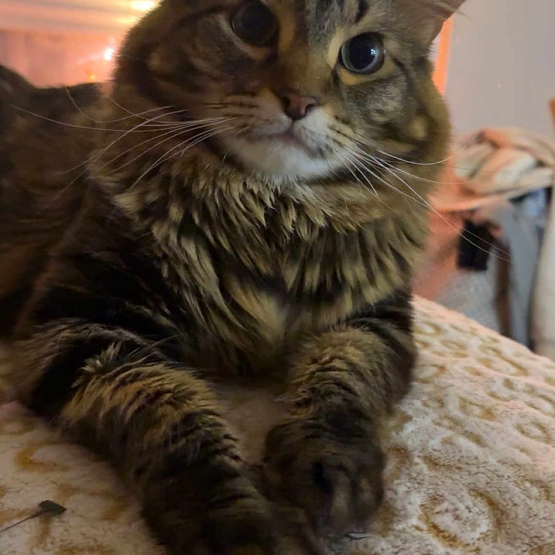 Fart is registered to the contest to win money with this photo: bed, big_eyes, blanket, cat, closeup, cozy, domestic_animal, ears, feline, fur, furry, indoor, paws, pet, portrait, relaxing, soft_lighting, tabby_cat, whiskers, window_blinds