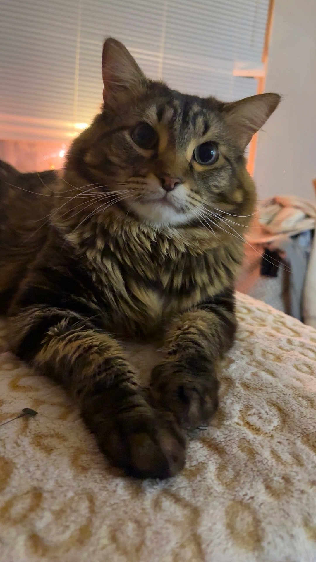 Fart is registered to the contest to win money with this photo: cat, tabby_cat, pet, furry, whiskers, paws, blanket, indoor, cozy, portrait, closeup, big_eyes, ears, fur, bed, domestic_animal, feline, relaxing, window_blinds, soft_lighting