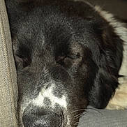 Beau is registered to the contest to win money with this photo: dog, sleeping, close_up, indoor, cushion, resting, black_and_white, pet, cozy, calm, fur, nose, whiskers, blanket, sofa, home, relaxation, snout, face, animal