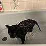 Blaze joined the competition — help win amazing prizes! cat, wet_cat, bathtub, water, tile_wall, soap, shampoo, bath, animal, pet, indoor, black_cat, fur, ears, whiskers, dripping, bathroom, floor_drain, unhappy, closeup