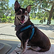 Cocopuff is registered to the contest to win money with this photo: dog, canine, pet, animal, sitting, harness, inside_vehicle, blanket, window, trees, lake, nature, daylight, outdoor_view, happy, ears, fur, tongue, smile, road