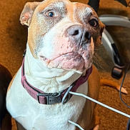 Cinnamon joined the competition — help win amazing prizes! dog, pet, collar, brown, white, carpet, indoor, office_chair, cable, closeup, curious, sitting, canine, fur, ears, animal, domestic, companion, expression, looking_up