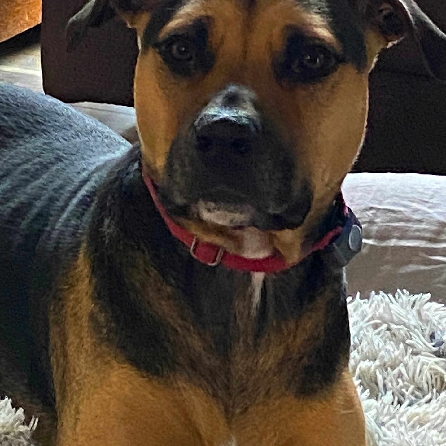 Gizmo Wojtkowski joined the competition — help win amazing prizes! animal, black, brown, close_up, collar, companion, cozy, cute, dog, domestic, furniture, indoor, looking, medium_sized, pet, plush_toy, portrait, resting, rug, wood