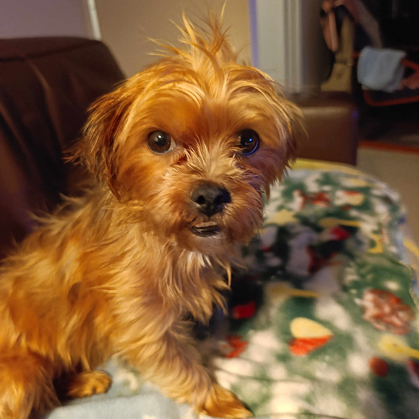 Lily participe au concours pour gagner de l'argent avec cette photo : dog, small_dog, scruffy, brown_fur, pet, indoor, blanket, cozy, furniture, curious, cute, animal, companion, portrait, household, living_room, fur, expression, sitting, cute_pet