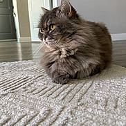 Ozzy joined the competition — help win amazing prizes! cat, fluffy, gray, yellow_eyes, indoor, rug, texture, furniture, door, floor, pet, animal, portrait, side_view, domestic, cozy, relaxed, whiskers, home, natural_light