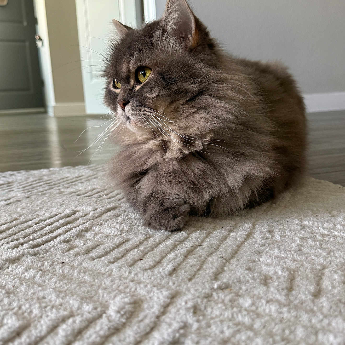 Ozzy