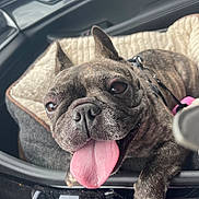 Lucy is registered to the contest to win money with this photo: animal, canine, car_interior, close_up, companion, cute, dog, domestic_animal, ears, french_bulldog, fur, happy, leash, pet, pet_bed, portrait, resting, seat, smiling, tongue_out
