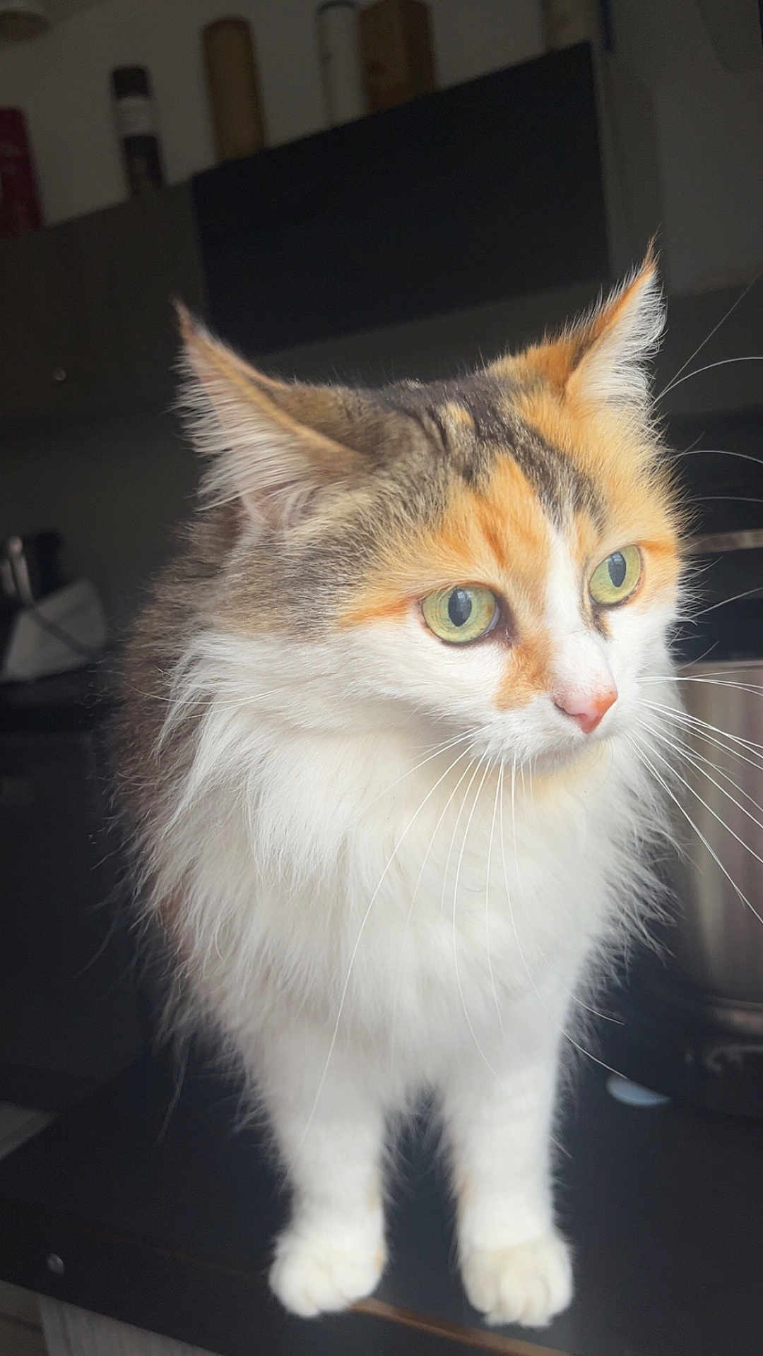Havana participe au concours pour gagner de l'argent avec cette photo : cat, calico, green_eyes, fluffy, indoor, pet, animal, whiskers, ears, fur, closeup, curious, standing, domestic, mammal, feline, kitchen, table, soft_light, portrait
