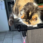 Havana participe au concours pour gagner de l'argent avec cette photo : cat, calico_cat, kitchen, countertop, towel, pink_towel, hook, floor_tiles, refrigerator, magnets, photos, cabinet, fur, pet, domestic_animal, indoor, curious, animal, whiskers, tail