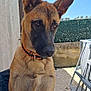 attentive, backyard, black_mask, brown_fur, canine, close_up, collar, dog, fence, large_ears, outdoor, patio, pet, portrait, sitting, sky, summer, sunlight, wall, wicker_chair