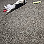 animal, black, carpet, cat, colorful, cozy, cute, domestic, feline, floor, fun, home, indoor, lying_down, pet, playful, relaxed, soft, toy, white