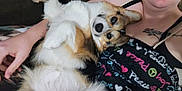Daisy Mae is registered to the contest to win money with this photo: animal, arm, black_clothing, blanket, closeup, colorful, comfort, corgi, cute, dog, fur, indoor, lying_down, pattern, person, pet, relaxed, skin, snuggle, tattoo