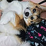 animal, arm, black_clothing, blanket, closeup, colorful, comfort, corgi, cute, dog, fur, indoor, lying_down, pattern, person, pet, relaxed, skin, snuggle, tattoo