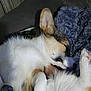 Daisy Mae joined the competition — help win amazing prizes! animal, blanket, comfort, corgi, cozy, cute, dog, domestic_animal, ear, fur, fur_texture, indoor, lying_down, mammal, paw, pet, relaxed, resting, sleeping, snout