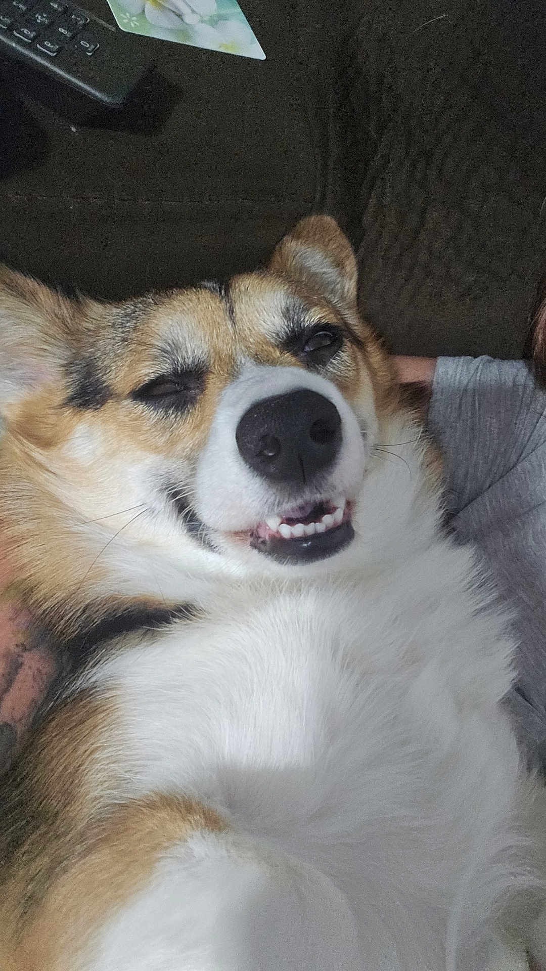 Daisy Mae joined the competition — help win amazing prizes! animal, canine, close_up, companion, corgi, couch, cute, dog, ears, face, friendly, fur, happy, indoor, lying_down, pet, relaxed, smiling, teeth, tongue