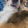 Daisy Mae joined the competition — help win amazing prizes! animal, bed, black, brown, close_up, corgi, cute, dog, ears, expression, fur, furry, indoor, lying_down, nose, pet, portrait, tongue, whiskers, white